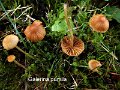 Galerina pumila-amf2003